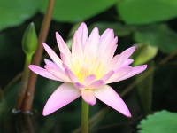 スイレン〔睡蓮〕の花「ピンク・プラッター」（写真）