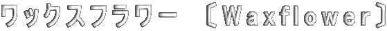 ���b�N�X�t�����[�@�kWaxflower�l 