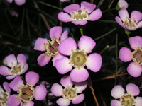 ���b�N�X�t�����[�̉�