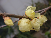 写真「ロウバイ〔蝋梅〕の花」