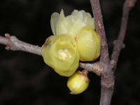 写真「ロウバイ〔蝋梅〕の花」