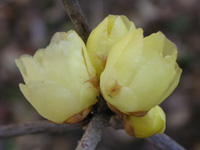 写真「ロウバイ〔蝋梅〕の花」