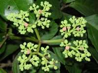 写真「ヤブカラシ〔藪枯らし〕の花」