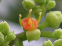 写真「ヤブカラシ〔藪枯らし〕の花」