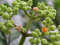 写真「ヤブカラシ〔藪枯らし〕の花」真