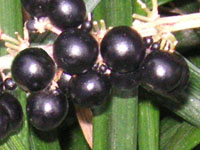 写真「ヤブランの実」