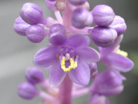 写真「ヤブラン〔薮蘭〕の花」