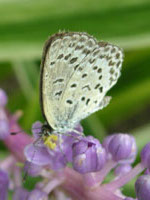写真「ヤブラン〔薮蘭〕の花」