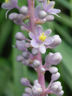 写真「ヤブラン〔薮蘭〕の花」