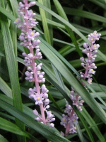 写真「ヤブラン〔薮蘭〕の花」