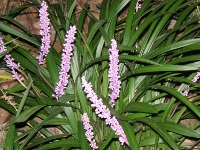 写真「ヤブラン〔薮蘭〕の花」