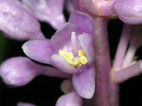 写真「ヤブラン〔薮蘭〕の花」
