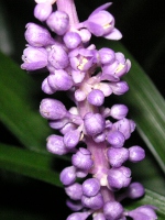 写真「ヤブラン〔薮蘭〕の花」