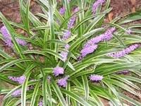 写真「ヤブラン〔薮蘭〕の花」