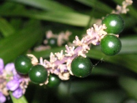 写真「ヤブラン〔薮蘭〕の実」