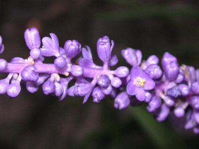 写真「ヤブラン〔薮蘭〕の花」