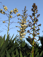 写真「ユッカ〔Yucca〕の花」