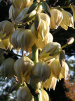 写真「ユッカ〔Yucca〕の花」
