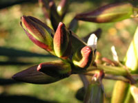 写真「ユッカ〔Yucca〕の花」