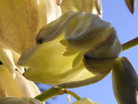 写真「ユッカ〔Yucca〕の花」
