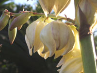 写真「ユッカ〔Yucca〕の花」