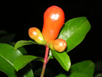 写真「ザクロ〔石榴、柘榴、若榴〕の花」