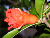 写真「ザクロ〔石榴、柘榴、若榴〕の花」