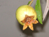 写真「ザクロ〔石榴、柘榴、若榴〕の実」