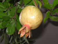 写真「ザクロ〔石榴、柘榴、若榴〕の実」