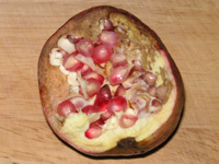 写真「ザクロ〔石榴、柘榴、若榴〕の実」