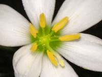 タマスダレ〔玉簾〕の花（写真）