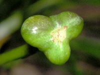 タマスダレ〔玉簾〕の花（写真）