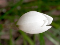 タマスダレ〔玉簾〕の花（写真）