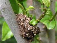 アブラムシの写真