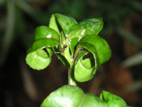 アブラムシ被害を受けた葉の写真