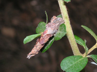 ミノムシ〔蓑虫〕の写真