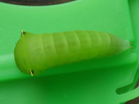 アオスジアゲハ〔青条揚羽〕の終齢幼虫（写真）