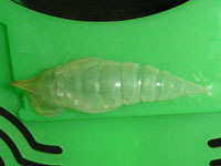 アオスジアゲハ〔青条揚羽〕のサナギ（写真）