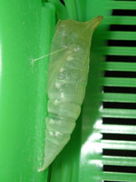 アオスジアゲハ〔青条揚羽〕のサナギ（写真）