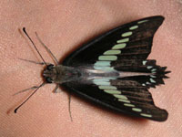 アオスジアゲハ〔青条揚羽〕の成虫（写真）