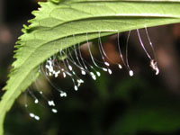 写真「クサカゲロウ〔臭蜻蛉〕の卵」