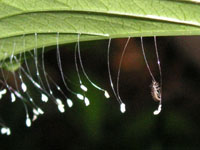 写真「クサカゲロウ〔臭蜻蛉〕の卵」
