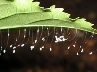 写真「クサカゲロウ〔臭蜻蛉〕の卵」