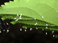 写真「クサカゲロウ〔臭蜻蛉〕の卵」