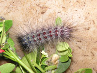 写真「マイマイガ〔舞々蛾〕」