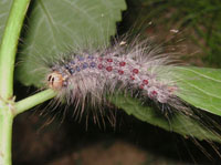 写真「マイマイガ〔舞々蛾〕」