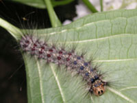 写真「マイマイガ〔舞々蛾〕」