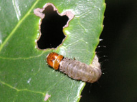 ハマキムシの写真