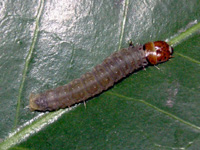 ハマキムシの写真