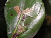 ハマキムシの写真